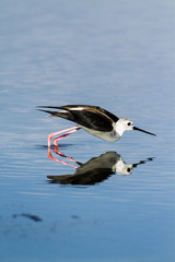 Black-winged stilt in Pottuvil, Sri Lanka