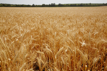 Ear of the wheat on field. Composition of the nature
