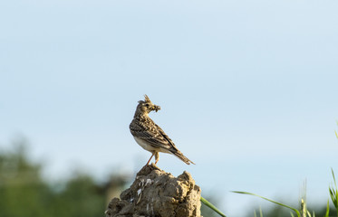 Crested lark