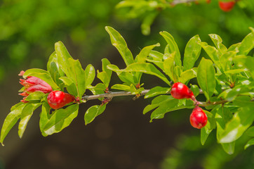 branch of pomegranate