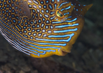 Ornate cowfish (male)