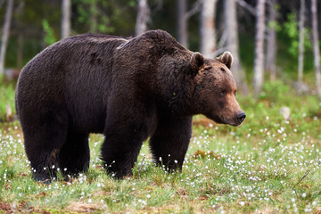 Obraz na płótnie Canvas Big Brown bear in the forest
