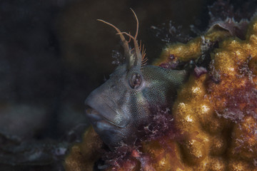 Close-up curious tasmanian blenny