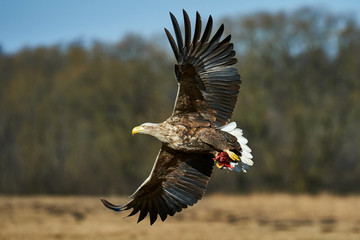Eagle in flight