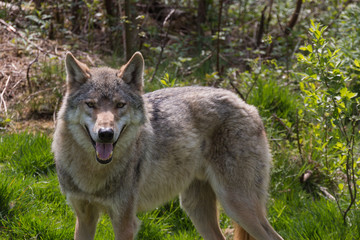 Wolf
