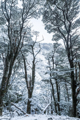 Fototapeta na wymiar beech forest in snow
