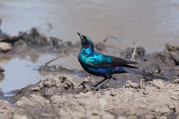 Burchell's starling move around in nature to find food