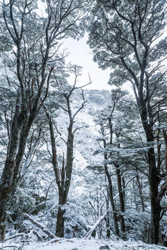  beech forest in snow