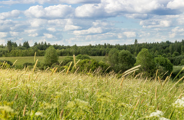 Obraz premium Summer landscape with meadow