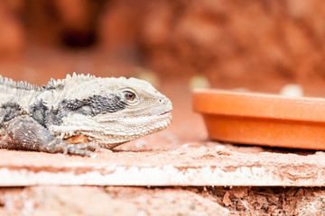 Lizard