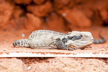 Lizard
