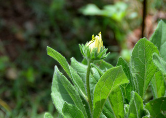 Black Eye Susan Flower Blooming