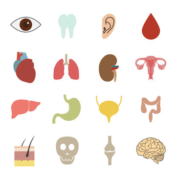 human organs icon