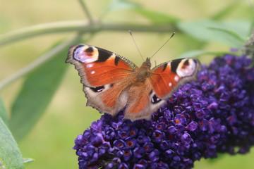 Eine Biene bei der Arbeit