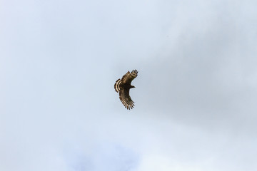 Crested serpent eagle