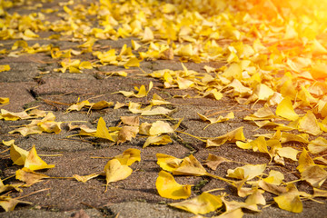 The colors of autumn.