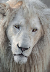 White lion portrait 01