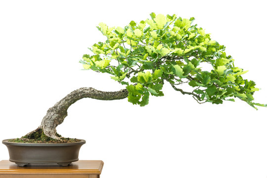 Eiche (Quercus robur) als Bonsai Baum