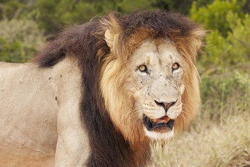Lion in the Wild - Head and Shoulders