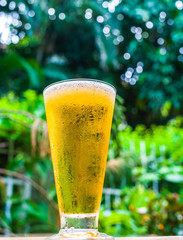 Beer grass on garden background