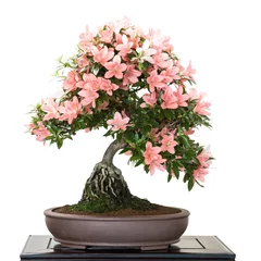 Crédence de cuisine en verre imprimé Bonsaï Azalée Satsuki avec des fleurs comme bonsaï