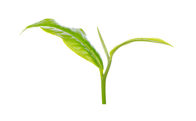 Green tea leaf isolated on white background