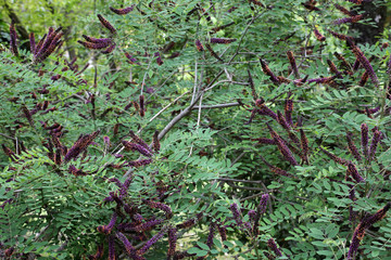 Amorpha fruticosa - Desert false indigo
