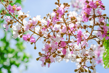 Inthanin flowers