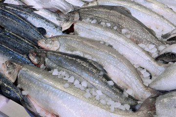salmon in a fish shop