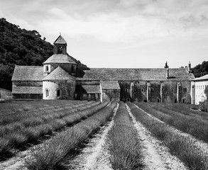 Lavander field