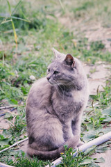 Naklejka na ściany i meble gray cat outdoor