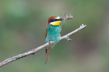 European bee-eater with dragonfly