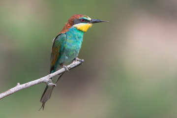 European bee-eater with a broken beak