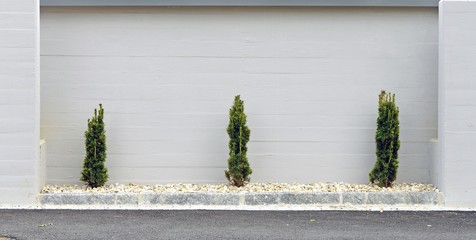 Drei Thujen vor Betonwand