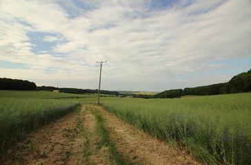 Fototapeta na wymiar Wide angle view on a rapeseed field near Siebigerode, Saxony-Anhalt, Germany