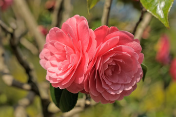 Young pink camellia flowers in garden