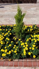 Flowerbed with yellow flowers and small conifers