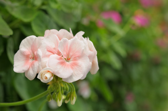 pink geranium flowers