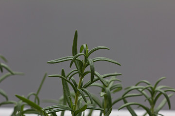 Close up of a rosemary plant on grey background