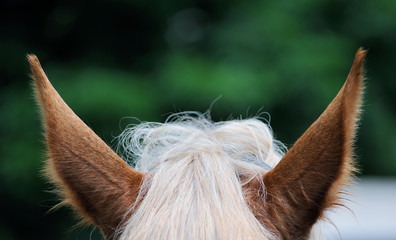Closeup of Brown horse's ear