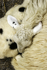 Sleeping sheep