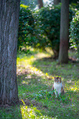 のらねこのいる風景