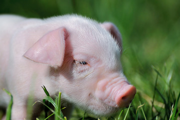 Small piglet on a  grass