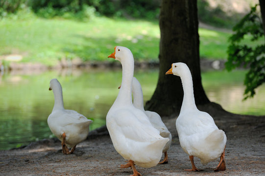 White Domestic goose