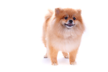 Obraz premium brown pomeranian dog isolated on white background