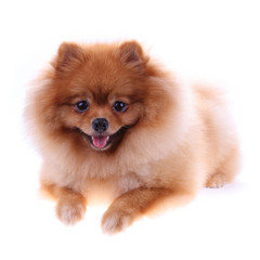 Obraz premium brown pomeranian dog isolated on white background