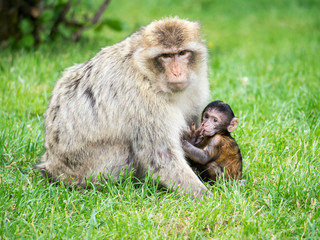 Macaque mother and infant