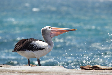 Brillenpelikan (Pelecanus conspicillatus)
