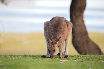 Östliches Graues Riesenkänguru (Macropus giganteus) © DirkR