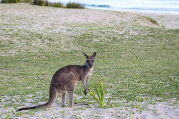 Östliches Graues Riesenkänguru (Macropus giganteus) © DirkR